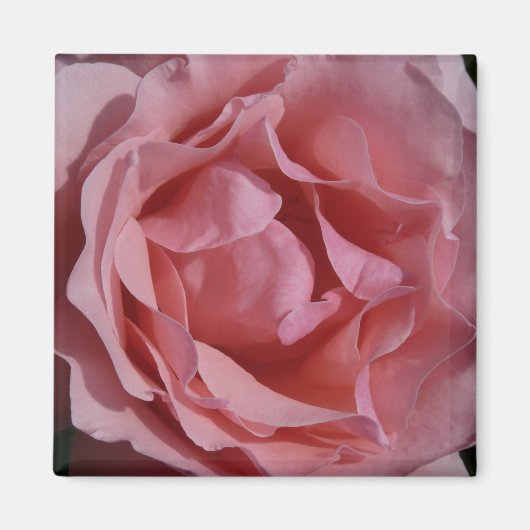 Roze Rose II  Floral Magneet (Voorkant)