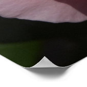 Roze Rose II  Floral Poster (Hoek)