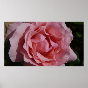 Roze Rose II Floral Poster