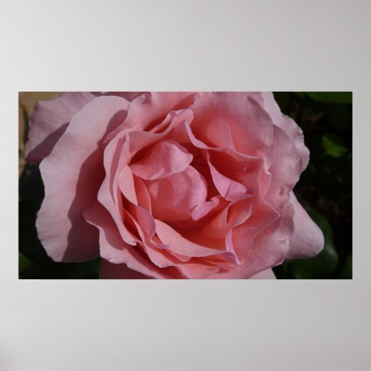 Roze Rose II  Floral Poster (Voorkant)