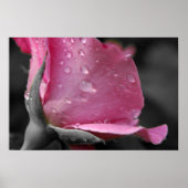 Roze Rose II Poster (Voorkant)