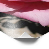 Roze Rose III Tuin Bloemen Foto Afdruk (Hoek)