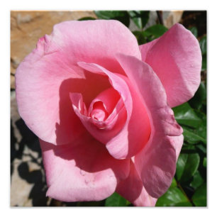 Roze Rose III Tuin Bloemen Foto Afdruk