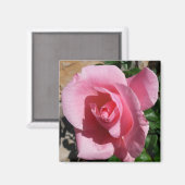 Roze Rose III Tuin Bloemen Magneet (Voorkant / Achterkant)