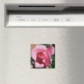 Roze Rose III Tuin Bloemen Magneet (Insitu (Vaatwasser))