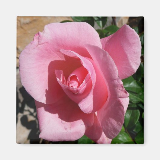 Roze Rose III Tuin Bloemen Magneet (Voorkant)