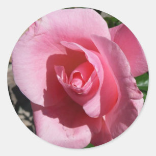 Roze Rose III Tuin Bloemen Ronde Sticker