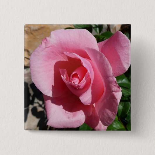 Roze Rose III Tuin Bloemen Vierkante Button 5,1 Cm (Voorkant)