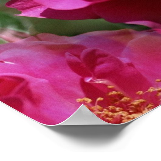 Roze Rose in Bloom Floral Poster (Hoek)