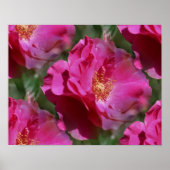 Roze Rose in Bloom Floral Poster (Voorkant)