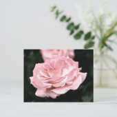 Roze Rose in het volste blok Briefkaart (Staand voorkant)