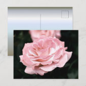 Roze Rose in het volste blok Briefkaart (Voorkant / Achterkant)