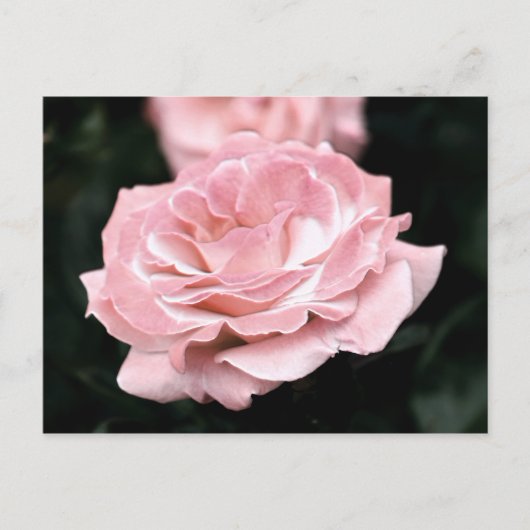 Roze Rose in het volste blok Briefkaart (Voorkant)