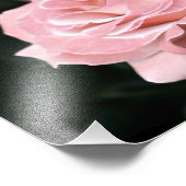 Roze Rose in het volste blok Foto Afdruk (Hoek)