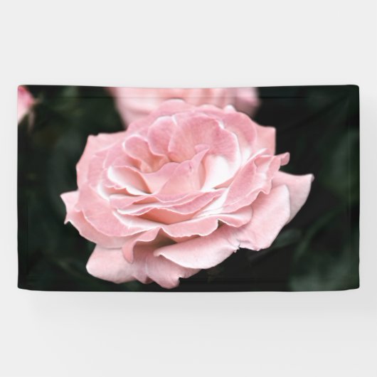 Roze Rose in het volste blok Spandoek (Horizontaal)