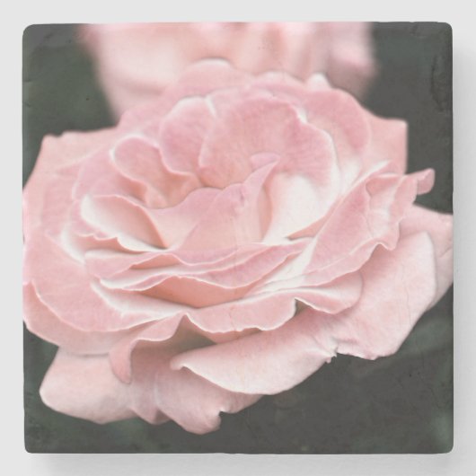 Roze Rose in het volste blok Stenen Onderzetter (Voorkant)