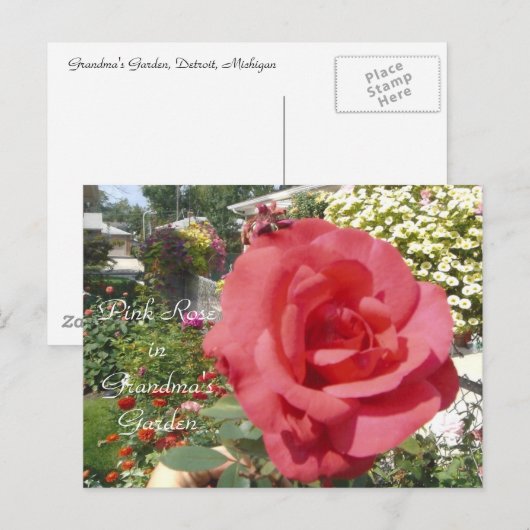 Roze Rose in oma's tuin Briefkaart (Voorkant / Achterkant)