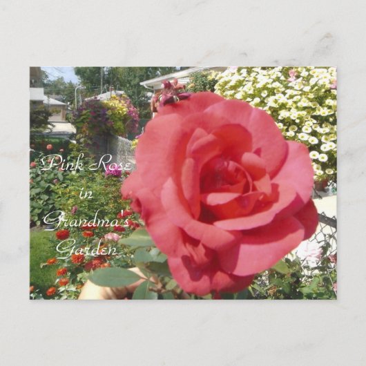 Roze Rose in oma's tuin Briefkaart (Voorkant)