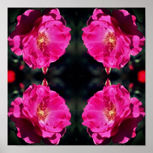 Roze Rose in volle bloei spiegel Abstract Poster (Voorkant)