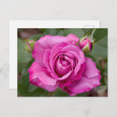 Roze Rose jjhelene Briefkaart Design (Voorkant / Achterkant)