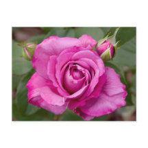 Roze Rose jjhelene Briefkaart Design
