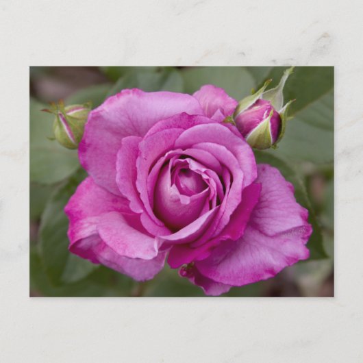 Roze Rose jjhelene Briefkaart Design (Voorkant)