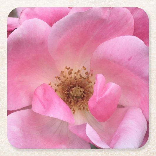 Roze Rose Kartonnen Onderzetters (Voorkant)