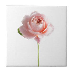 Roze Rose keramische tegel Tegeltje