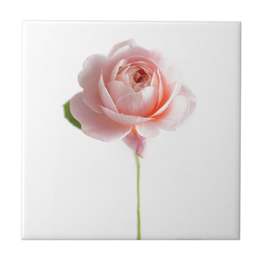 Roze Rose keramische tegel Tegeltje (Voorkant)