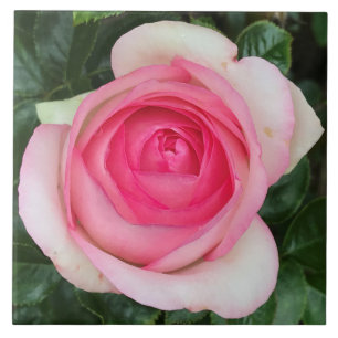 Roze Rose keramische tegel Tegeltje