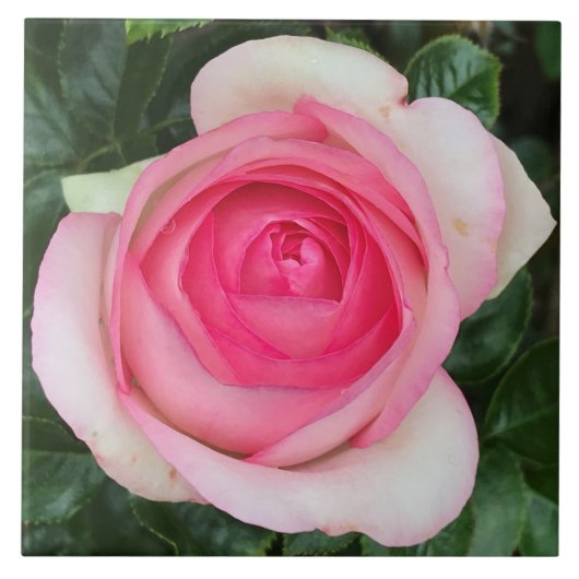 Roze Rose keramische tegel Tegeltje (Voorkant)