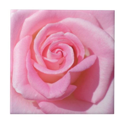 Roze Rose keramische tegel Tegeltje (Voorkant)