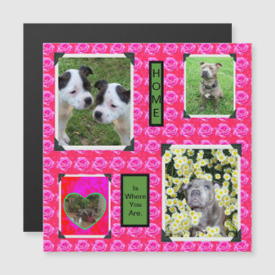 Roze Rose Kisses Met Staffordshire Bull Terriers,