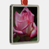 Roze Rose Kordes Perfecta Ornament (Rechts)