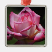 Roze Rose Kordes Perfecta Ornament (Voorkant)