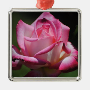 Roze Rose Kordes Perfecta Ornament
