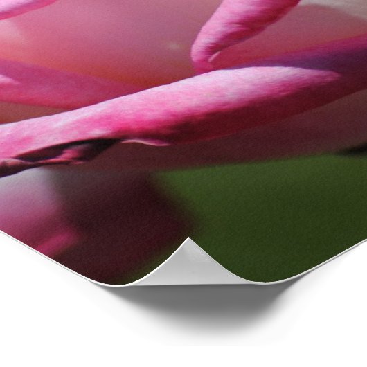 Roze Rose Kordes Perfecta Print (Hoek)