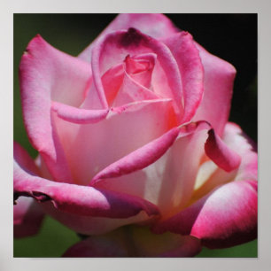 Roze Rose Kordes Perfecta Print