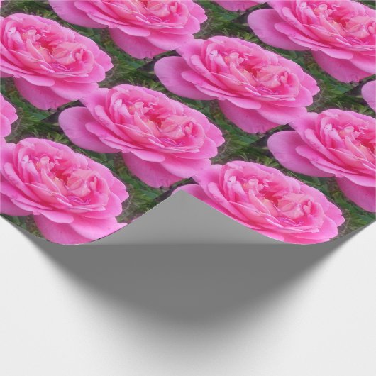 Roze Rose "Leonardo Da Vinci" Cadeaupapier (Hoek)