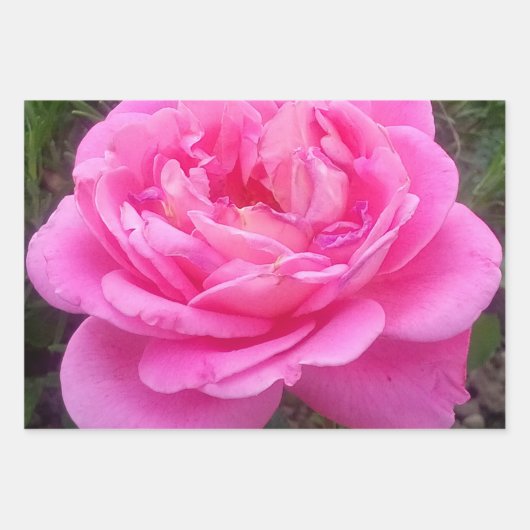 Roze Rose "Leonardo Da Vinci" Inpakpapier Vel (Voorkant 2)