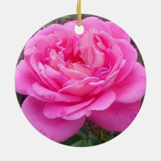 Roze Rose "Leonardo Da Vinci" Keramisch Ornament (Achterkant)