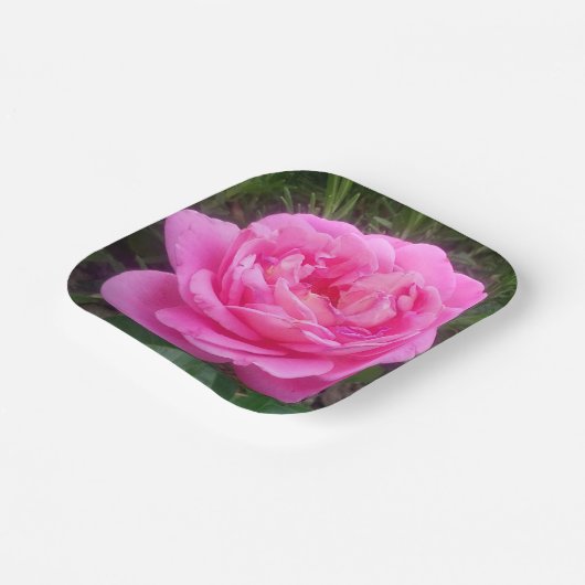 Roze Rose "Leonardo Da Vinci" Papieren Bordje (Gebogen)