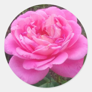 Roze Rose "Leonardo Da Vinci" Ronde Sticker