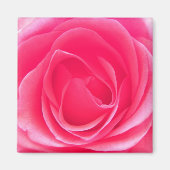 Roze Rose Magneet (Voorkant)