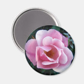 Roze Rose Magneet (Voorkant / Achterkant)