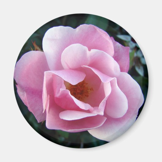 Roze Rose Magneet (Voorkant)