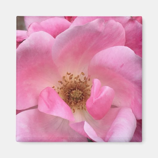 Roze Rose Magneet (Voorkant)