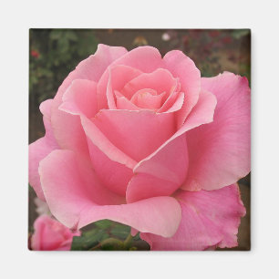 Roze Rose Magneet