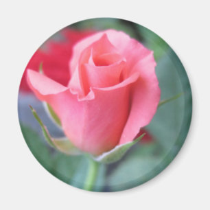 Roze Rose Magneet