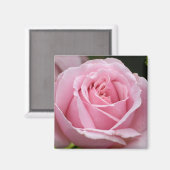 Roze Rose Magnet (Voorkant / Achterkant)